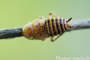 Loboptera decipiens